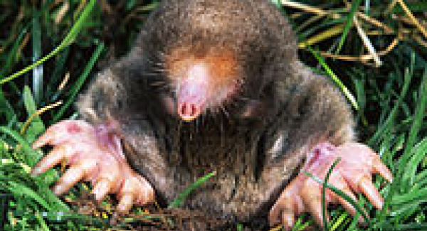 By Kenneth Catania, Vanderbilt University, CC BY-SA 3.0, https://commons.wikimedia.org/w/index.php?curid=8923296