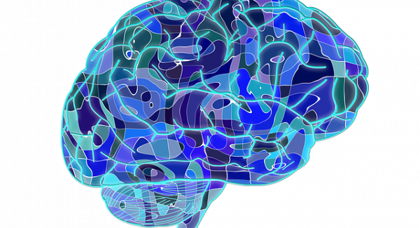 Brain - image from pixabay.com CC0