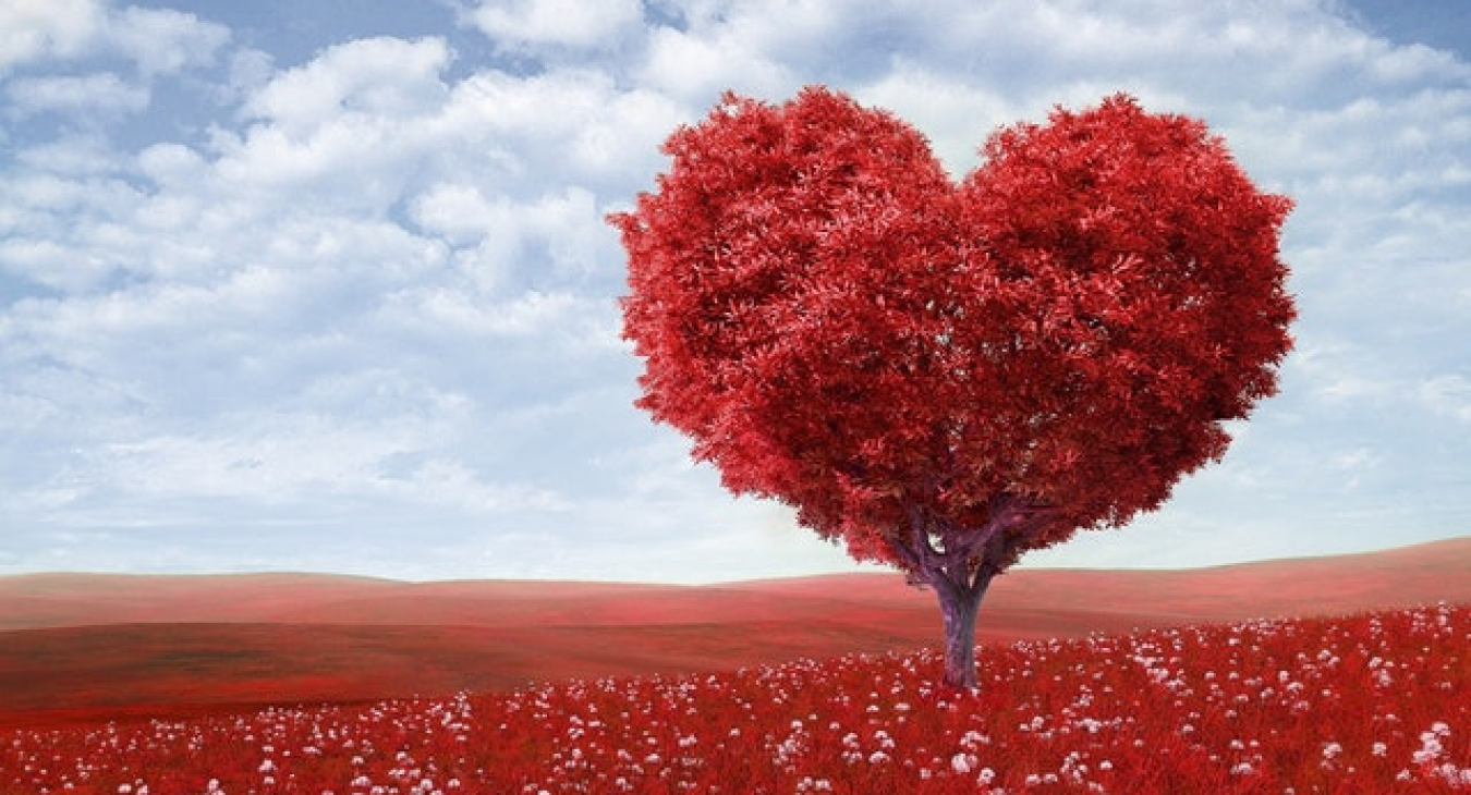 Love - image from pexels.com CC0